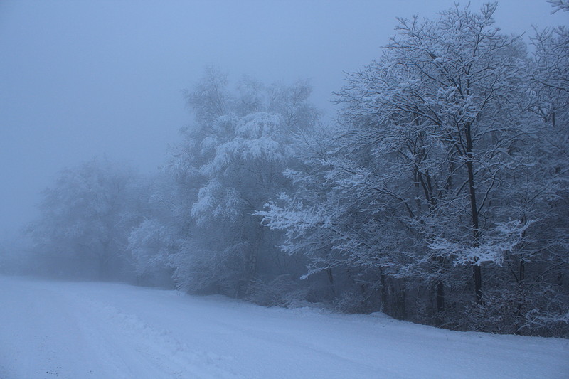 Снежный лес в тумане