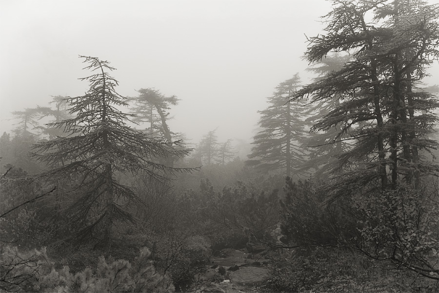 В тумане утреннем неверными шагами я шел к таинственным и чудным берегам