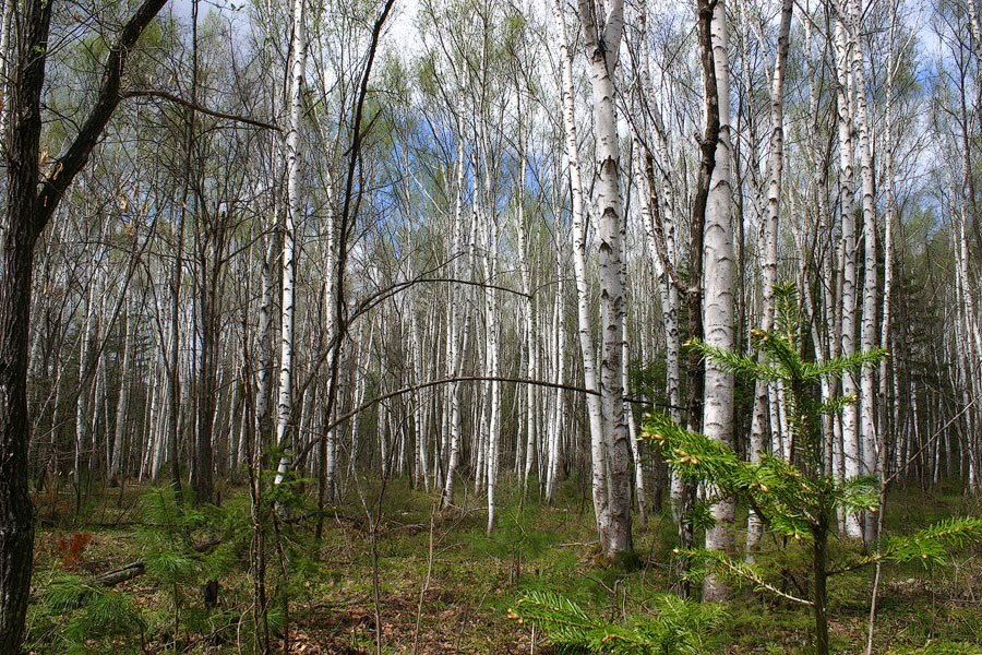 Весна в берёзовом краю