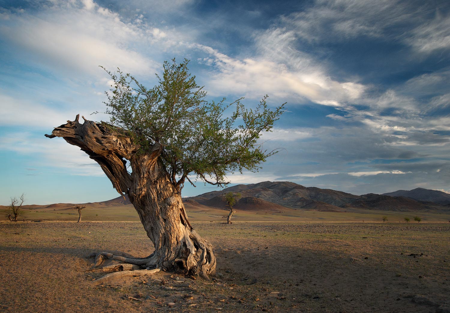 про жизнь деревьев в монголии...
