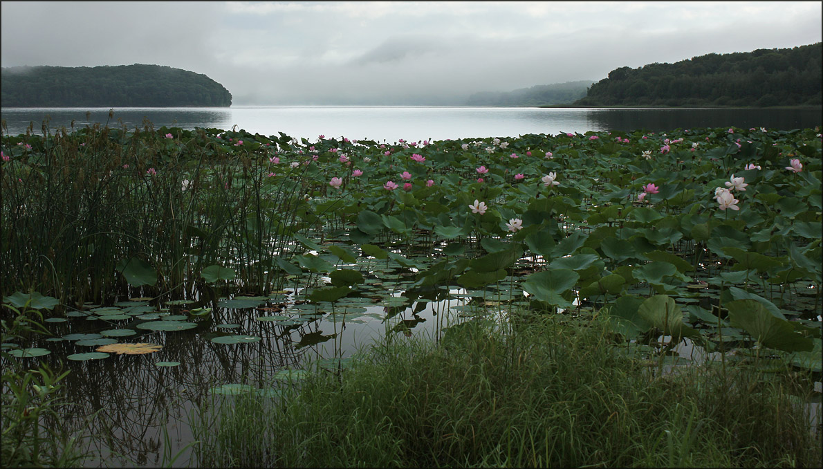 Утро над озером лотосов