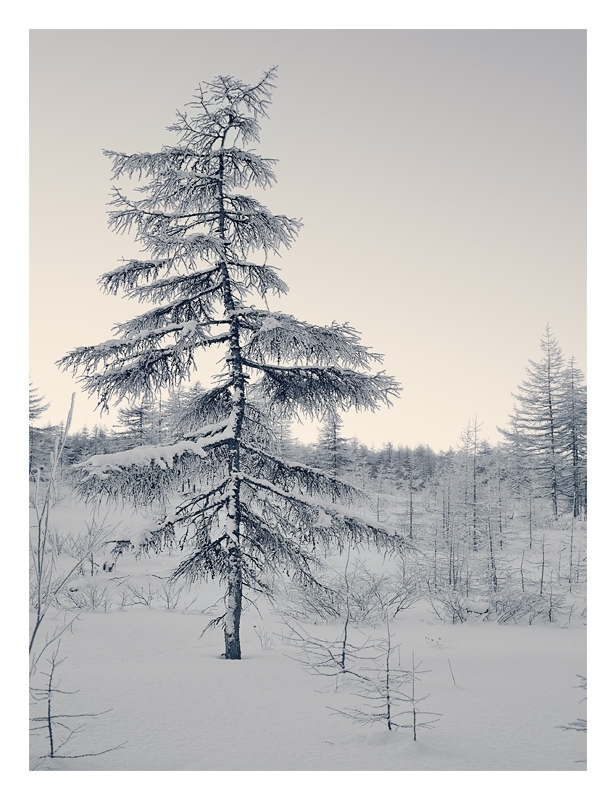 Зимний лес в объятьях тишины задремал, укутав ветки снегом....