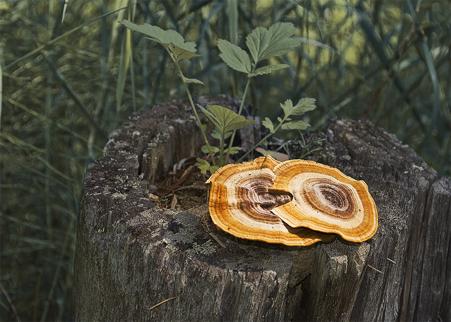 И даже пень в осенний день, грибом цветастым стать мечтает..