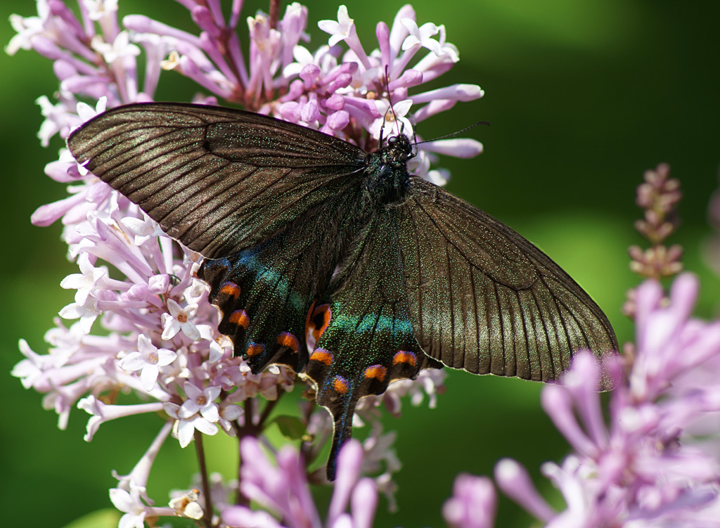 Papilio bianor