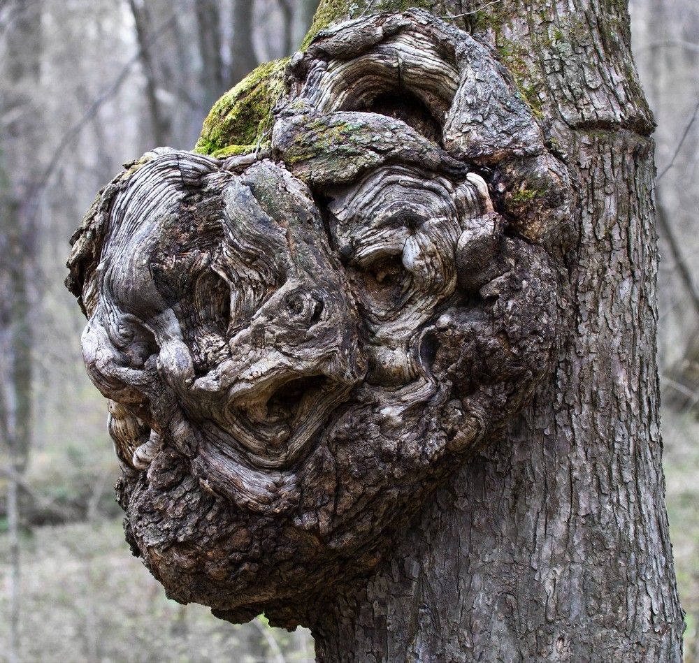 Название снимка: Леший Раздел: Природа Северные Земли | Фотосайт Дальнего Востока и Сибири Фотосайт для ценителей и любителей художественной и профессиональной фотографии.