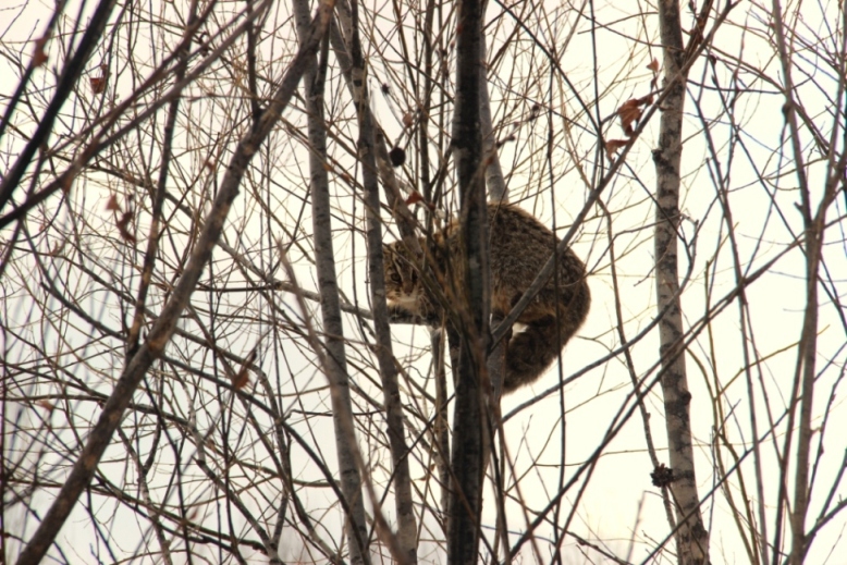 Амурский лесной кот