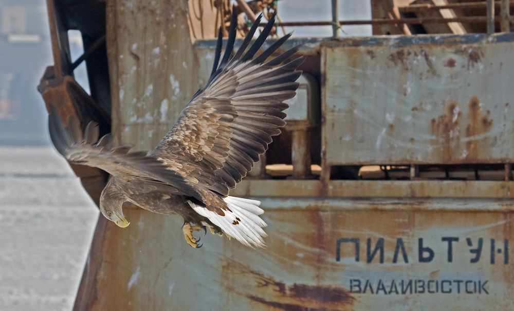 Название снимка: В порту Раздел: Фотоохота Северные Земли | Фотосайт Дальнего Востока и Сибири Фотосайт для ценителей и любителей художественной и профессиональной фотографии. Красивые фотографии, рейтинг, обсуждения. Загружайте свои фото, получайте комментарии и оценки.