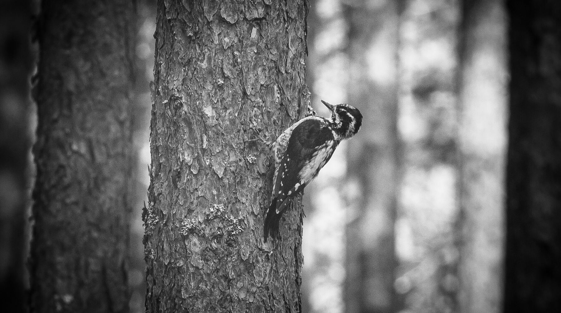 Название снимка: Three-toed woodpecker | 7 Раздел: Фотоохота Северные Земли | Фотосайт Дальнего Востока и Сибири 