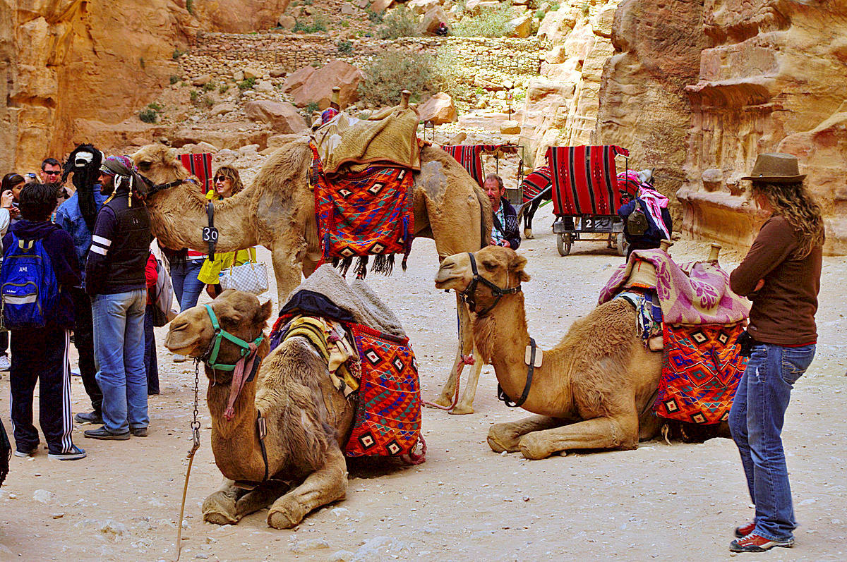 Camels from Petra