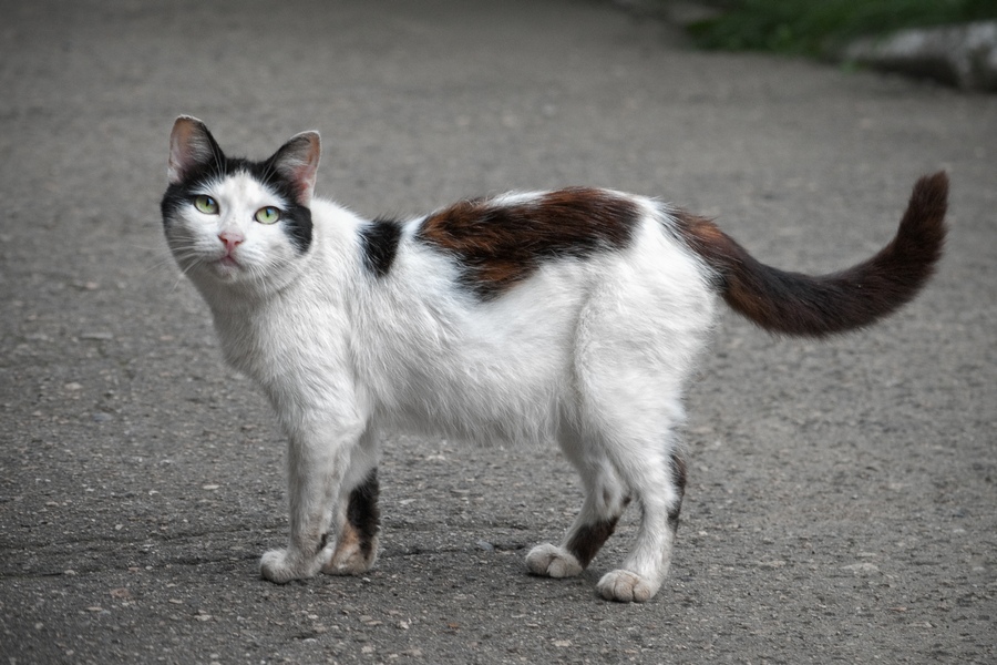 ПриПодъездная кошко