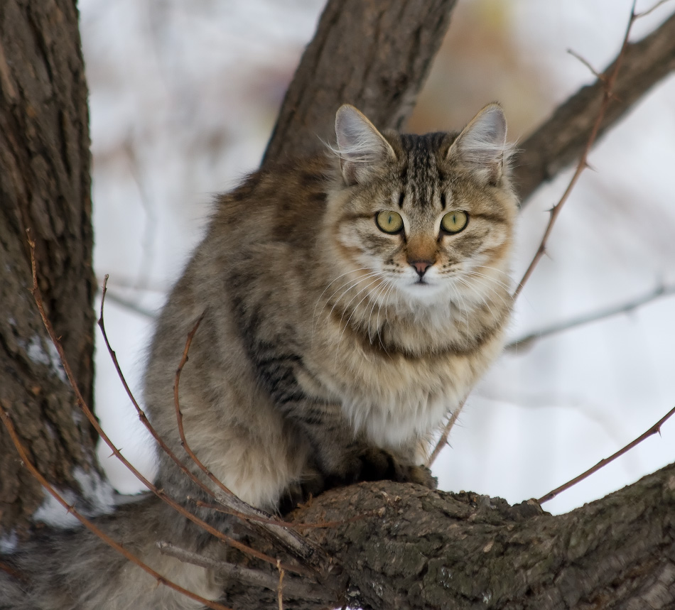 Название снимка: За птичками Раздел: КотоФото Северные Земли | Фотосайт Дальнего Востока и Сибири Фотосайт для ценителей и любителей художественной и профессиональной фотографии. Красивые фотографии, рейтинг, обсуждения. Загружайте свои фото, получайте комментарии и оценки.