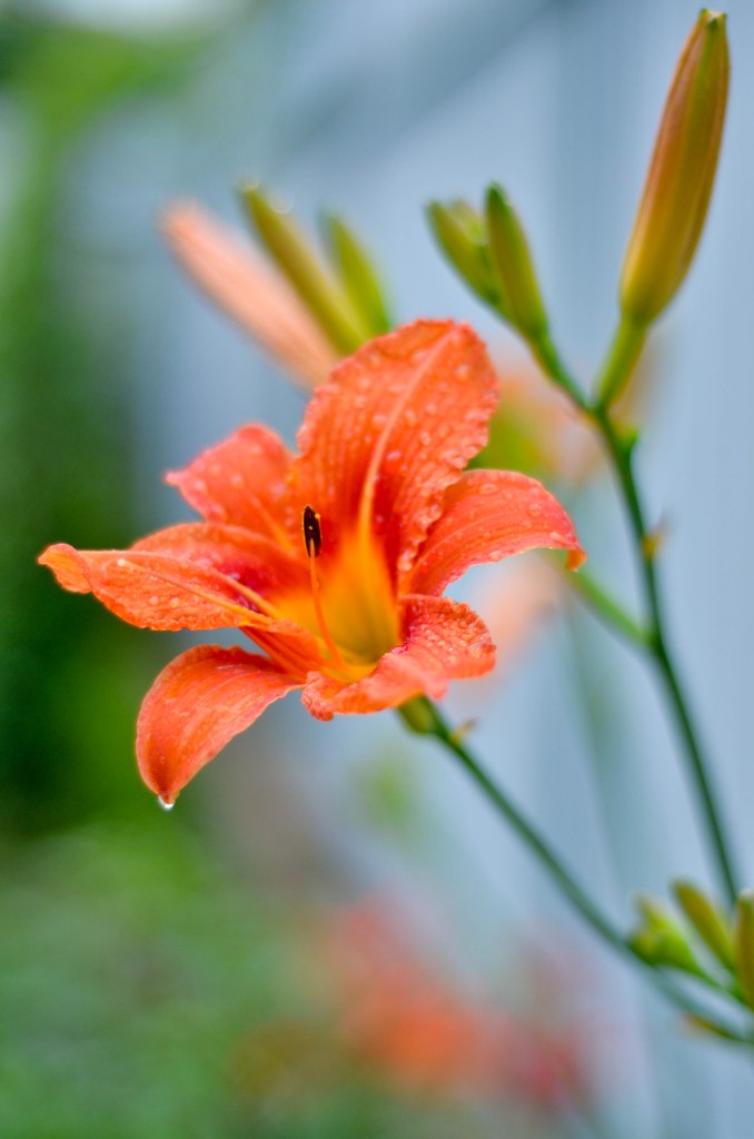 tiger Lily