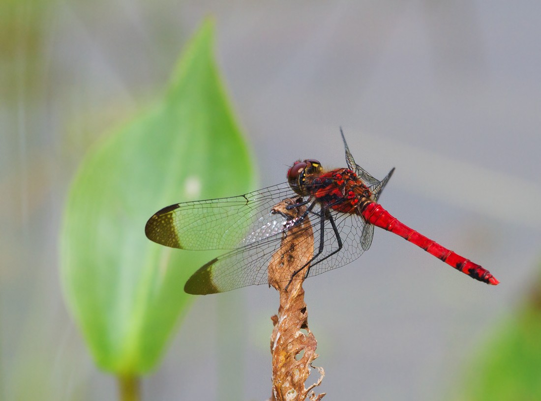 Название снимка: Red Fly Dragon Раздел: Макро Северные Земли | Фотосайт Дальнего Востока и Сибири Фотосайт для ценителей и любителей художественной и профессиональной фотографии. Красивые фотографии, рейтинг, обсуждения. Загружайте свои фото, получайте комментарии и оценки.