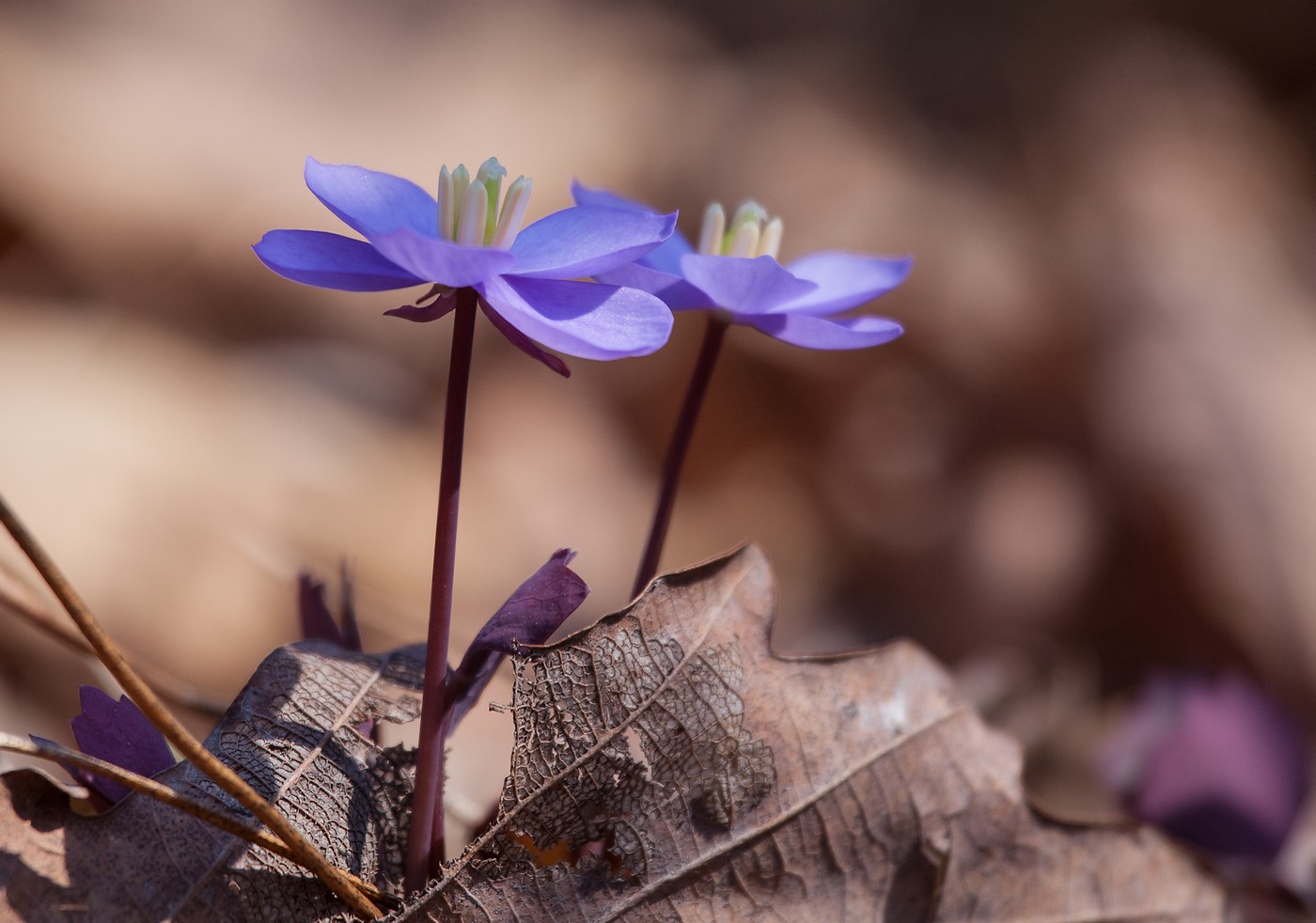 Название снимка: Джефферсония Раздел: Макро Северные Земли | Фотосайт Дальнего Востока и Сибири Фотосайт для ценителей и любителей художественной и профессиональной фотографии.