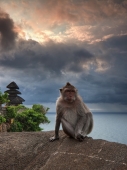 пейзаж с обезьянкой...
