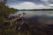 Собирались пни на водопой...