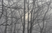 В тенях туманного леса