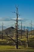 Мертвый лес вулкана Толбачик