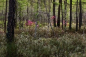 Цветение рододендрона в багульниковом лесу