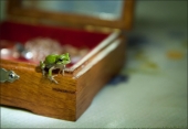 Лягушонка в коробченке. Она же - царевна-лягушка