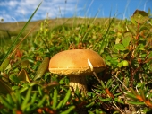 Тундровый гриб