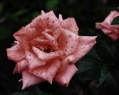 Ночная роза