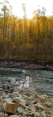 Осенние осинники на реке Максимовке