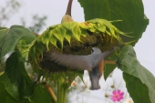 Дальневосточные колибри