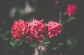 2 карликовые розы