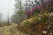 Рододендроны в тумане