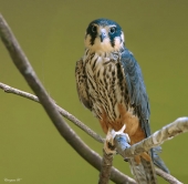 чеглок (Falco subbuteo L.), из рязряда соколиных