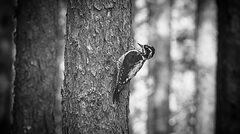 Three-toed woodpecker | 7