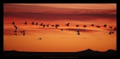 Snow geese on sunrise
