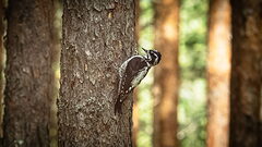 Three-toed woodpecker | 6