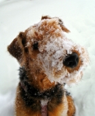 снежный пес