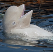 Воспоминания о владивостокском дельфинарии