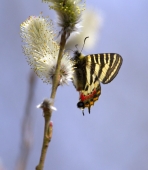 Весенняя бабочка