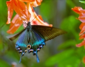 Papilio maakii