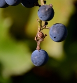 любитель винограда