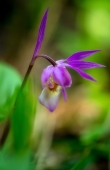 Орхидея Калипсо луковичная