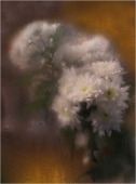 хризантема белая
