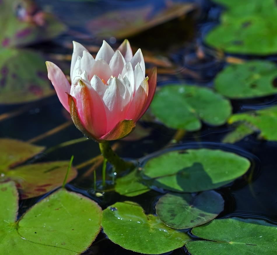 Название снимка: Nymphaea Раздел: Природа Северные Земли | Фотосайт Дальнего Востока и Сибири Фотосайт для ценителей и любителей художественной и профессиональной фотографии.