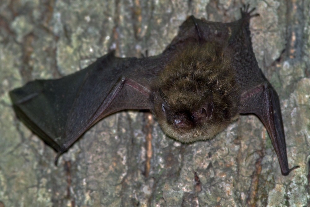 Название снимка: The bat Раздел: Фотоохота Северные Земли | Фотосайт Дальнего Востока и Сибири Фотосайт для ценителей и любителей художественной и профессиональной фотографии. Красивые фотографии, рейтинг, обсуждения. Загружайте свои фото, получайте комментарии и оценки.