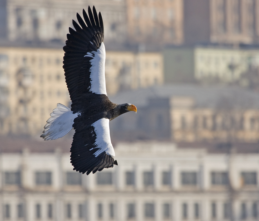 Название снимка: *** Раздел: Фотоохота Северные Земли | Фотосайт Дальнего Востока и Сибири Фотосайт для ценителей и любителей художественной и профессиональной фотографии. Красивые фотографии, рейтинг, обсуждения. Загружайте свои фото, получайте комментарии и оценки.