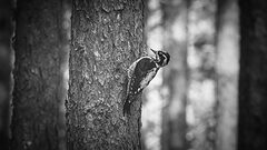 Three-toed woodpecker | 8