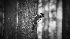 Three-toed woodpecker | 9
